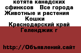 котята канадских сфинксов - Все города Животные и растения » Кошки   . Краснодарский край,Геленджик г.